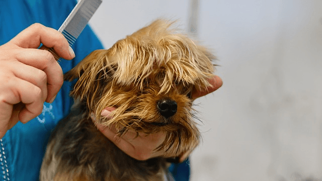 The Pet Grooming Pro's Ultimate Guide to One Day Insurance